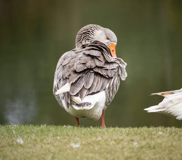 3. Unusually Intense Preening And Feather Maintenance (Image Credits: Pexels)