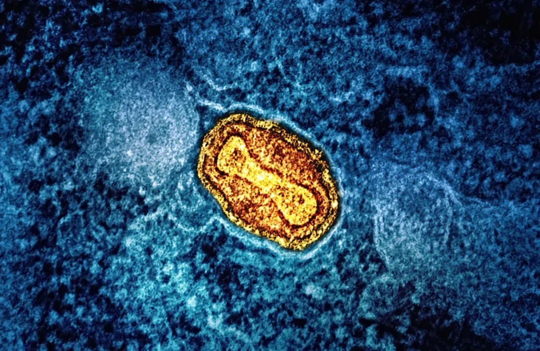 Rejuvenating the Body’s Power Plants: Mitochondria and Cellular Energy (Image Credits: Unsplash)