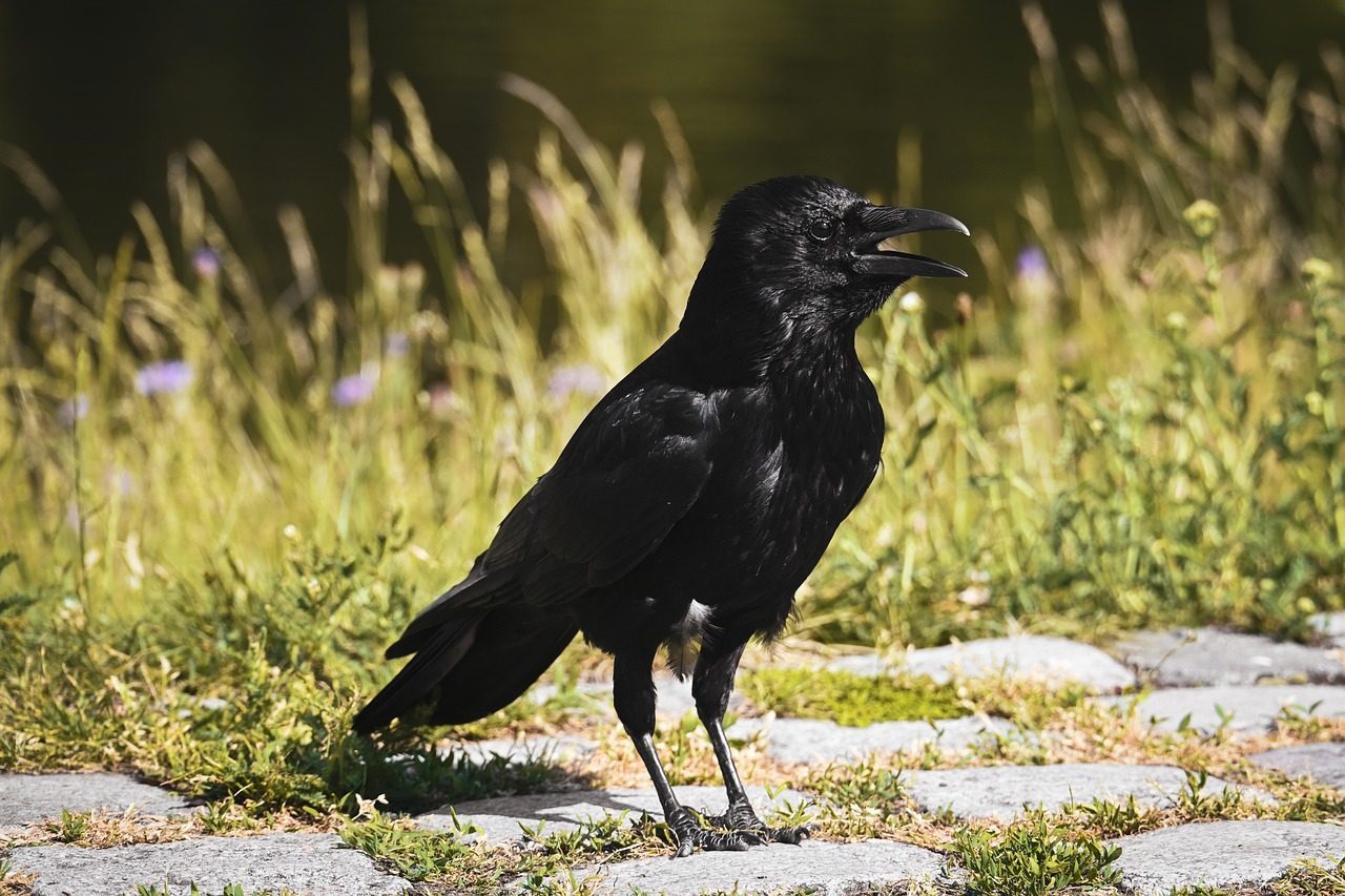 The Raven Spirit Animal Represents Powerful Intelligence (Image Credits: Pixabay)