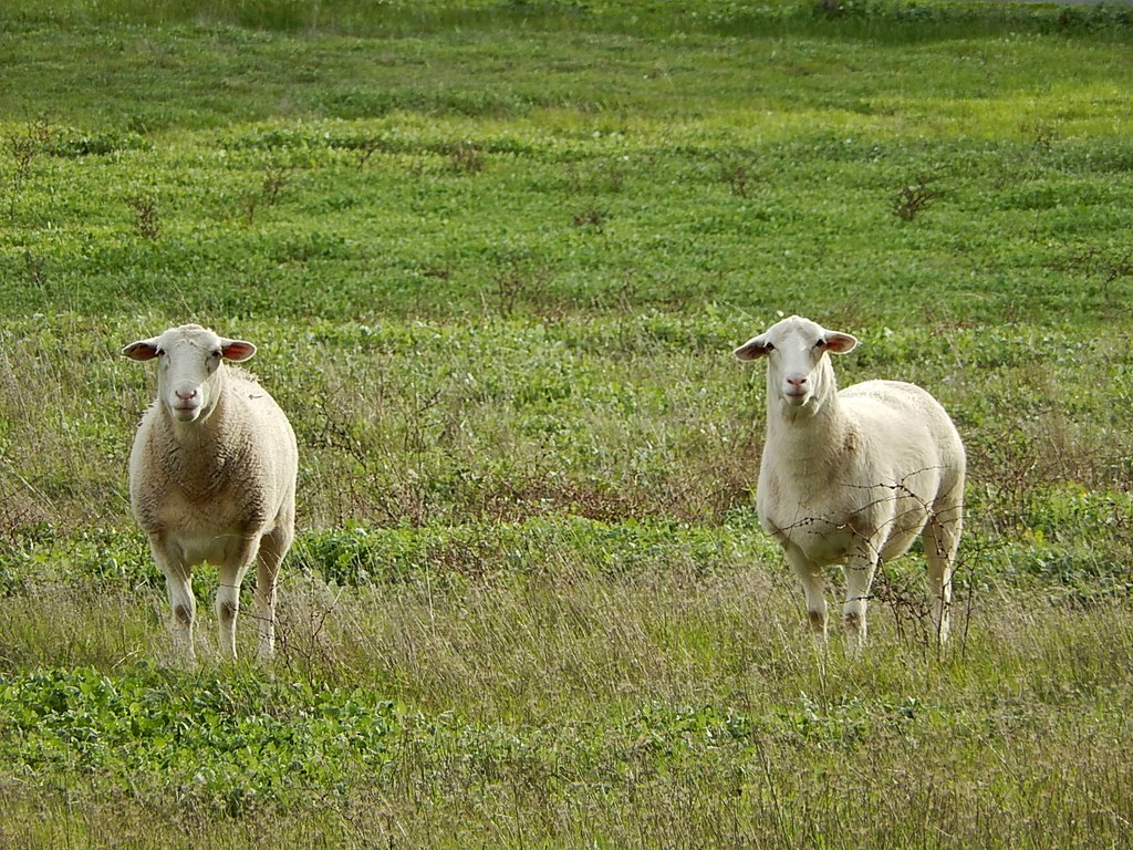 Collective Animal Behavior (Image Credits: Flickr)