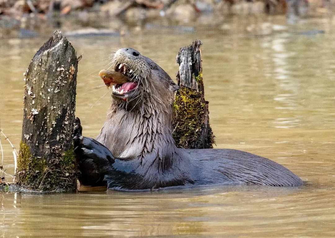 Why Otters Are Such Powerful River Engineers (Image Credits: Unsplash)