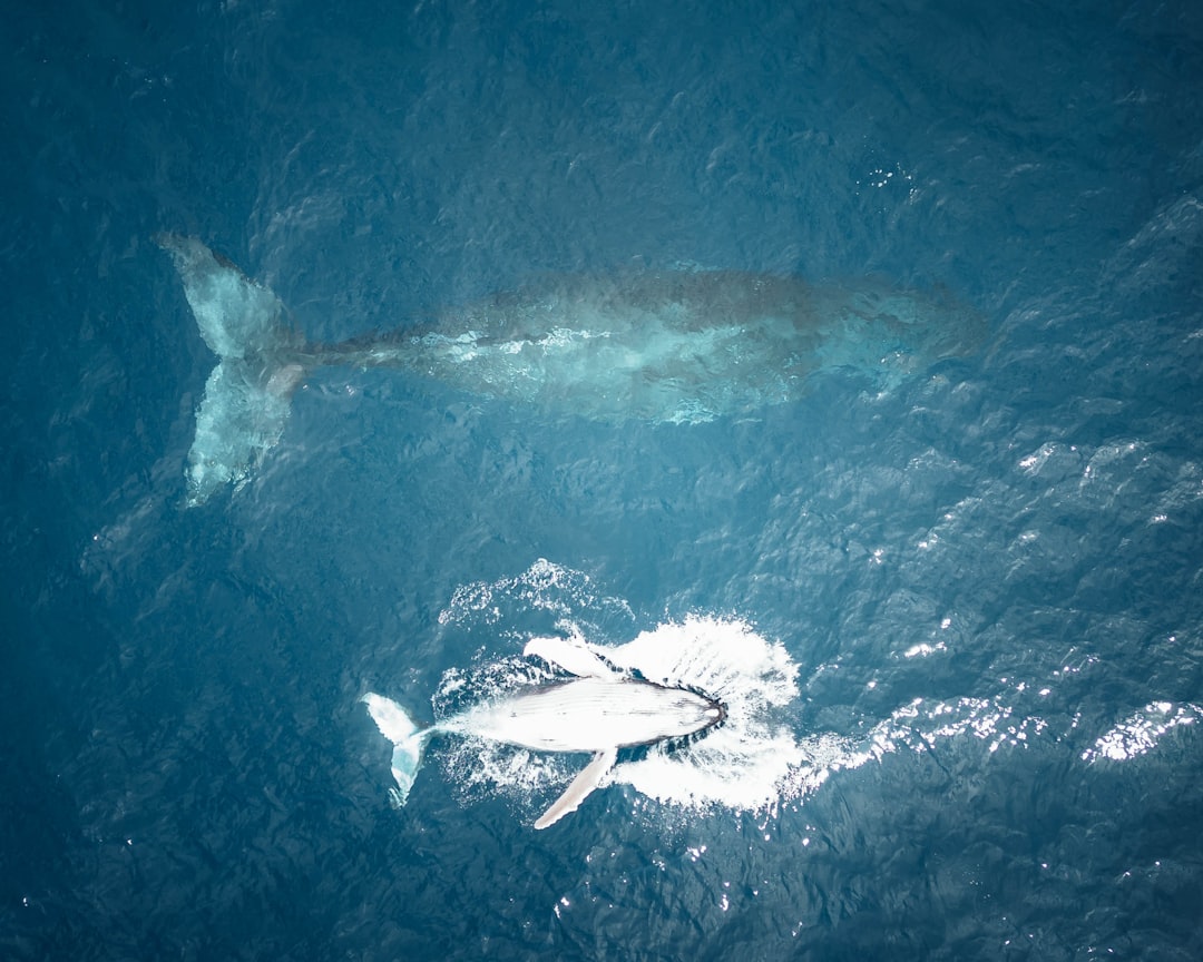 Satellite Data and Marine Mammal Movements (Image Credits: Unsplash)