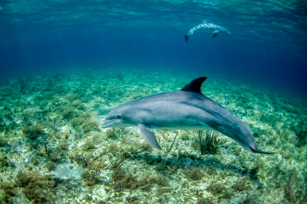 The Ocean's Noisy Challenge to Dolphin Communication (Image Credits: Unsplash)