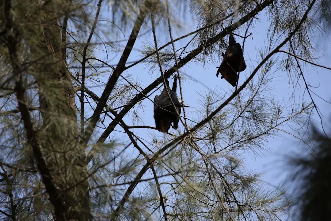 5. Bats Using Individual “Names” and Social Calls (Image Credits: Unsplash)