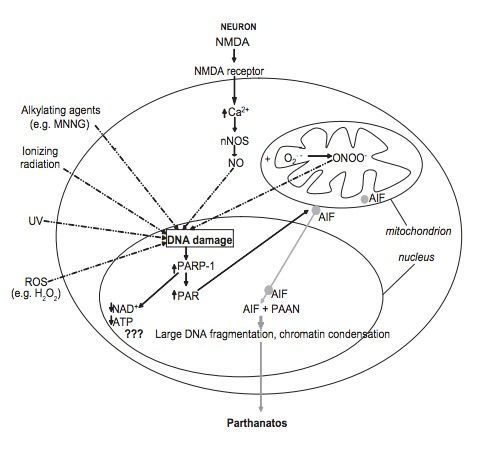 The Zombie Cell Theory: Senescence and Inflammation (Image Credits: Wikimedia)