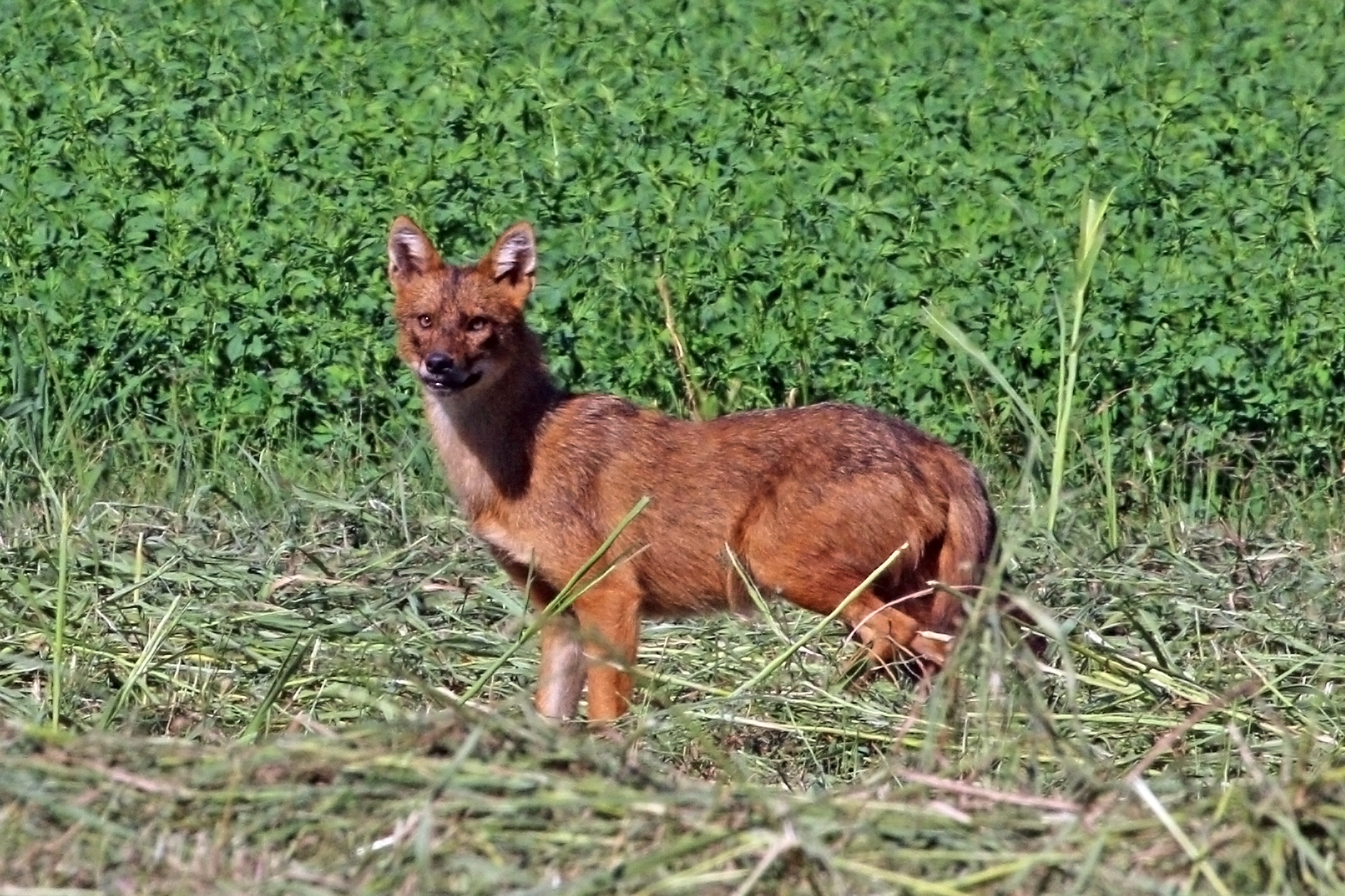 Golden Jackal: The Quiet Expansion (Image Credits: Wikimedia)