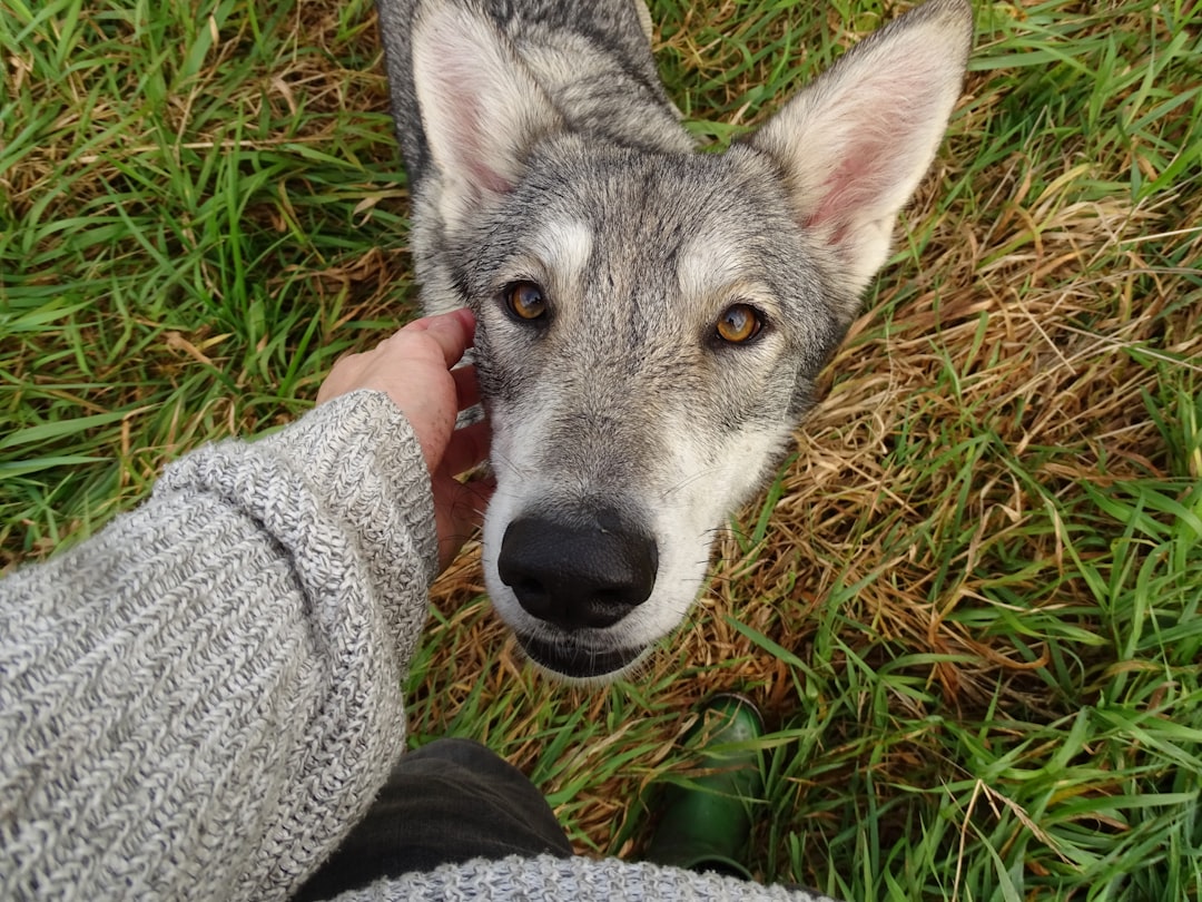 The Ancient Partnership Between Humans and Wolves (Image Credits: Unsplash)
