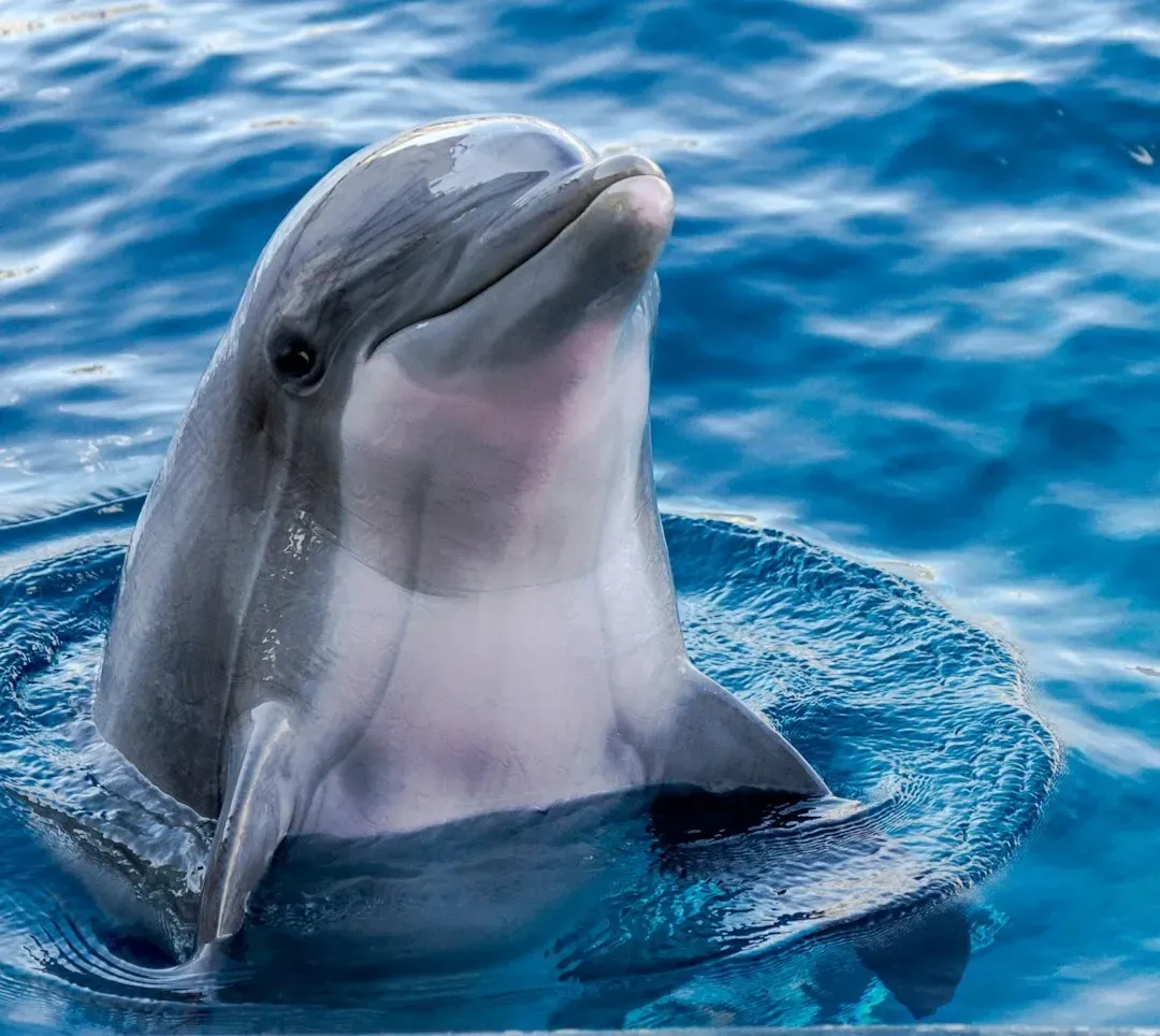 Parallels Between Dolphin Minds and Your Own (Image Credits: Unsplash)