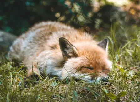 Do Animals Actually Dream? The Brainwave Evidence (Image Credits: Pexels)