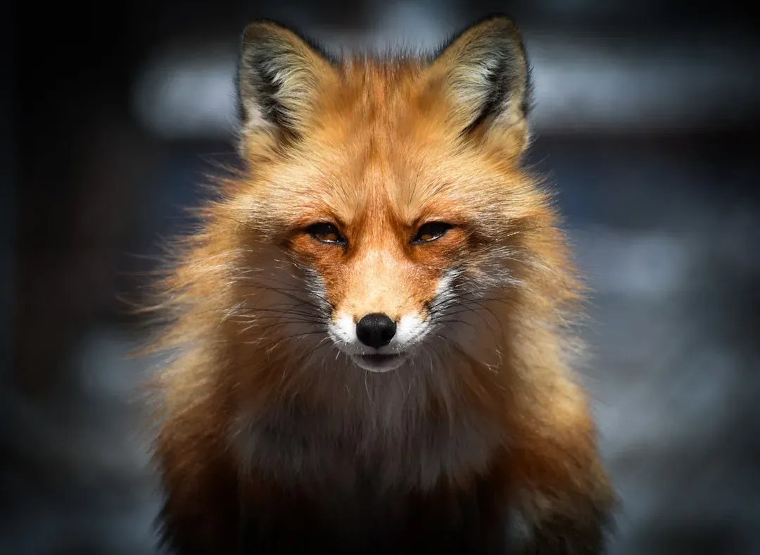 September – The Fox: Strategic, Cautious, and Escape‑Oriented (Image Credits: Unsplash)