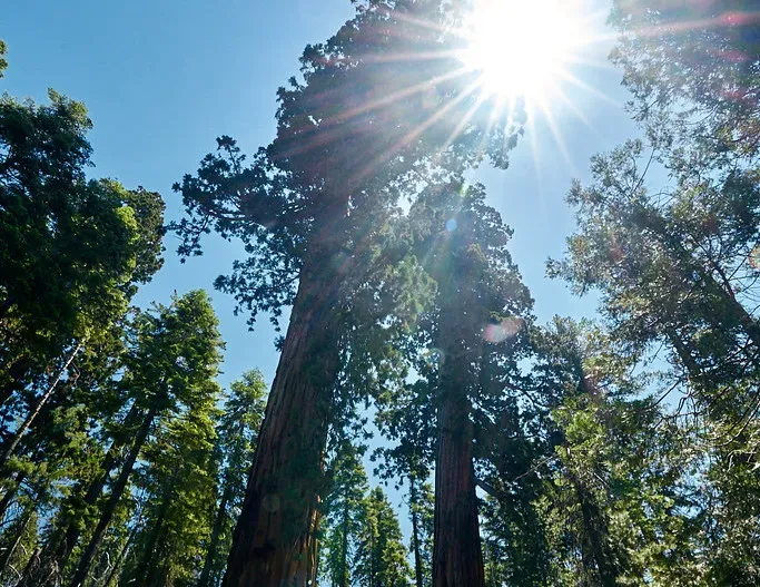 How Solar Storms Leave Their Fingerprints in Wood (Image Credits: Flickr)
