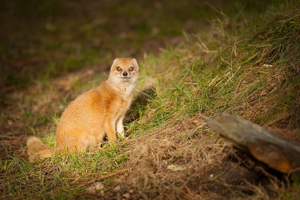 Embracing Your Spirit Animal's Guidance for Personal Growth (Image Credits: Flickr)