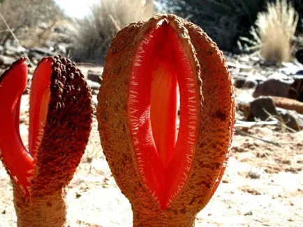 Hydnora: Living Underground as a Botanical Ambush (Image Credits: Wikimedia)