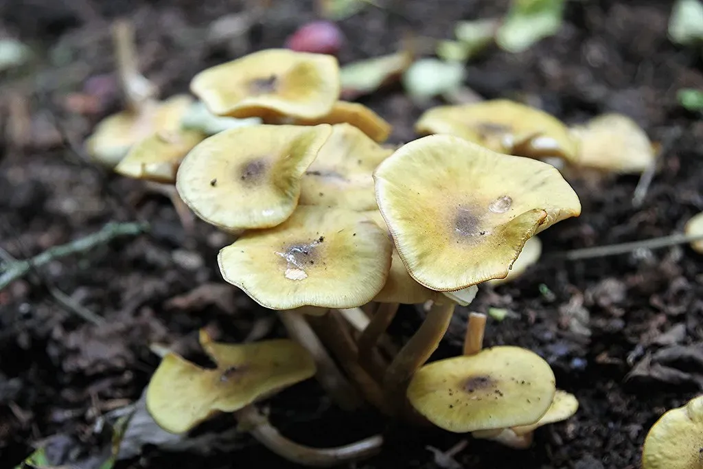 Microbes And Fungi Rebuilding Soils From The Ground Up (cvtperson, Flickr, CC BY-SA 2.0)