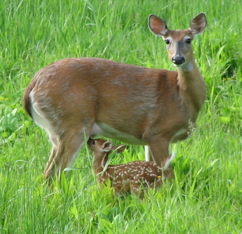 Deer Adopting Orphaned Fawns (Image Credits: Wikimedia)
