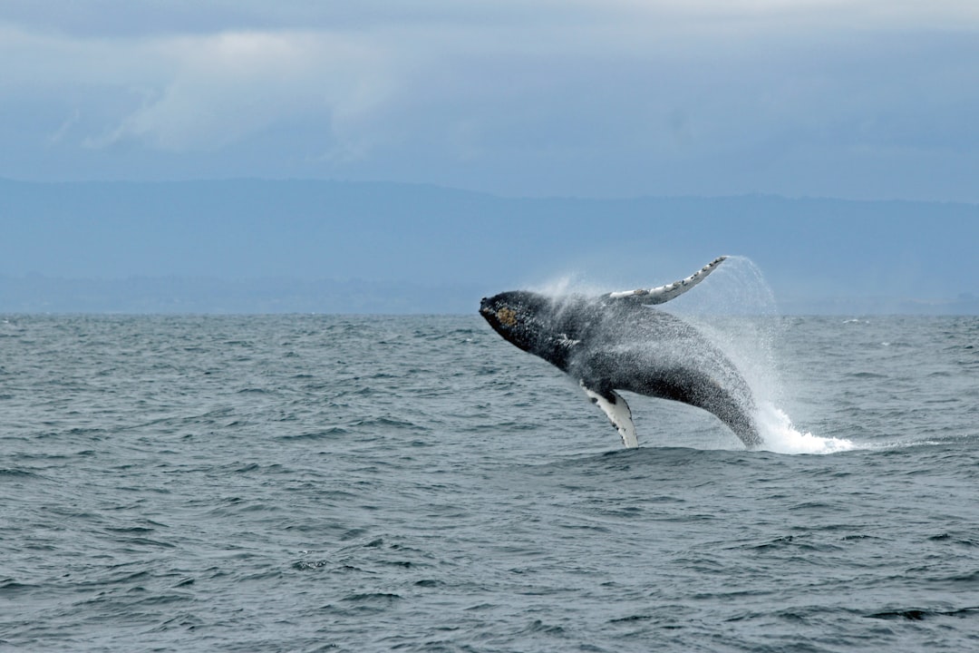 The Serene Whale: Communicating Through Deep Frequencies (Image Credits: Unsplash)