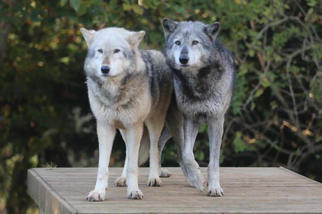 The Shared Neurological Foundation (Image Credits: Flickr)