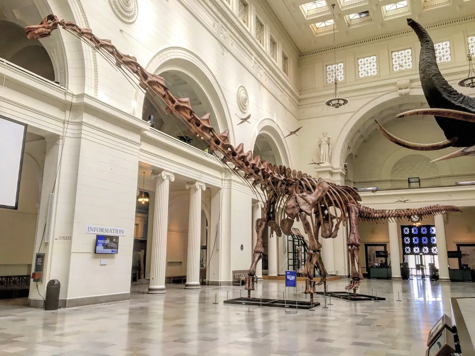 Rewriting the Limits of How Big a Land Animal Can Be (By Zissoudisctrucker, CC BY-SA 4.0)