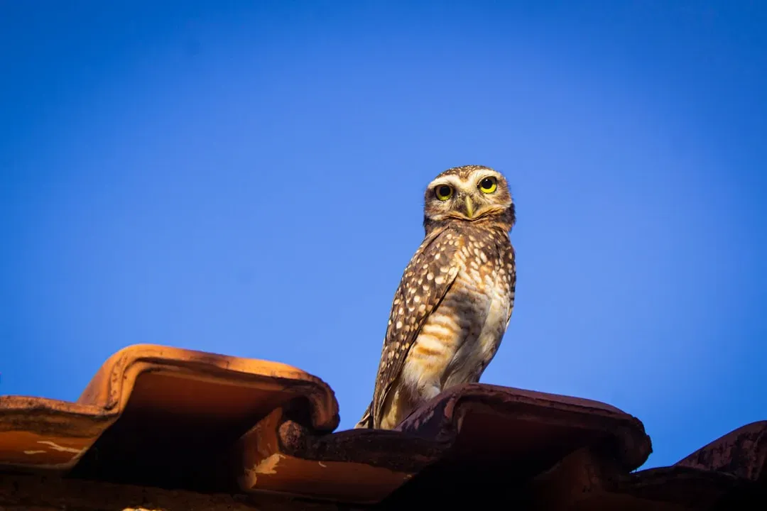 When You Should Actually Worry (For the Owl, Not For You) (Image Credits: Unsplash)