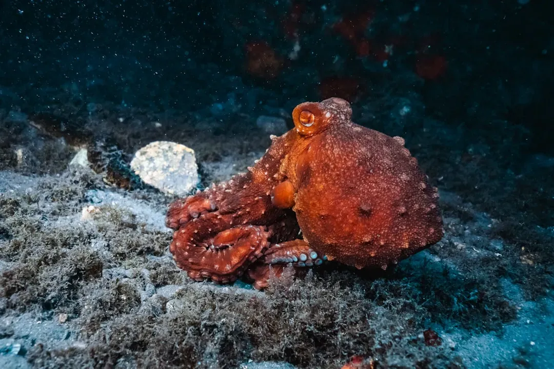 #1 Octopus: The Escape Artist With Nine Minds (Image Credits: Unsplash)