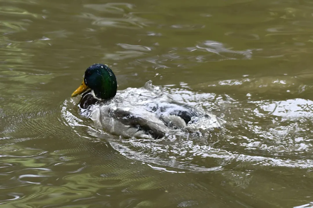 Body Language at the Water’s Edge: Posture, Ripples, and Silent Waves (Image Credits: Unsplash)