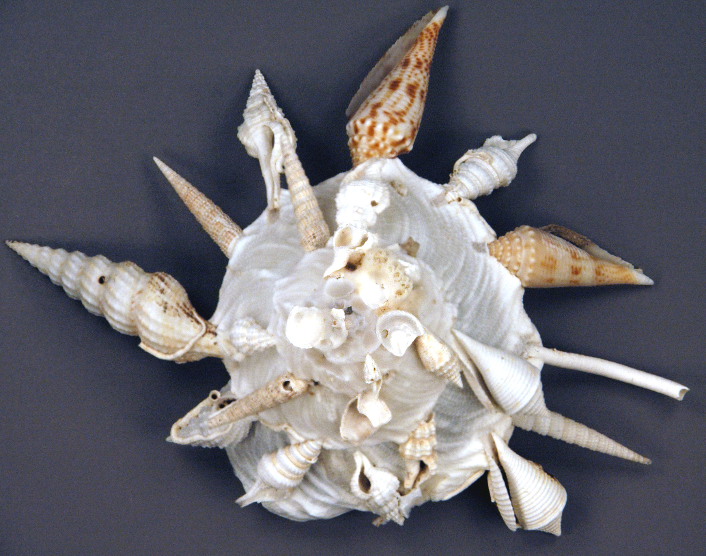 The Mystery of Moving Marine Formations (Image Credits: Wikimedia)