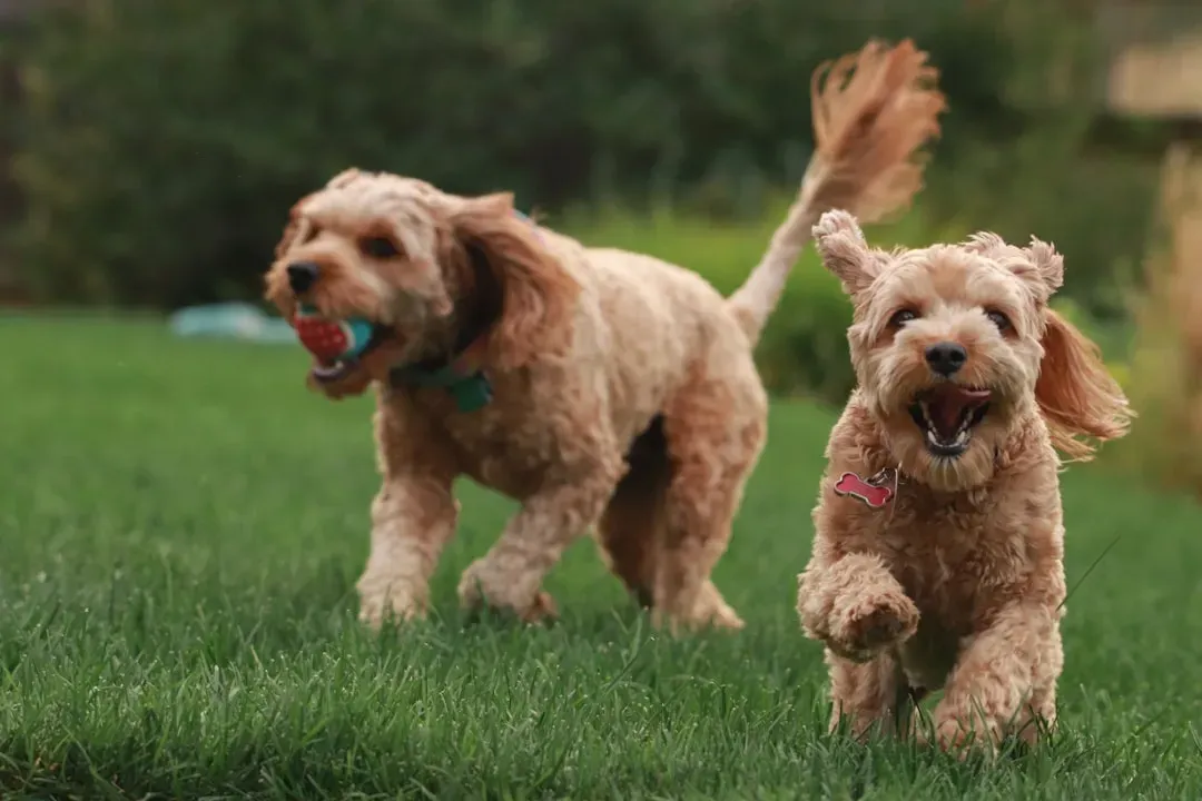The Science Behind Play and Cortisol in Dogs (Image Credits: Unsplash)