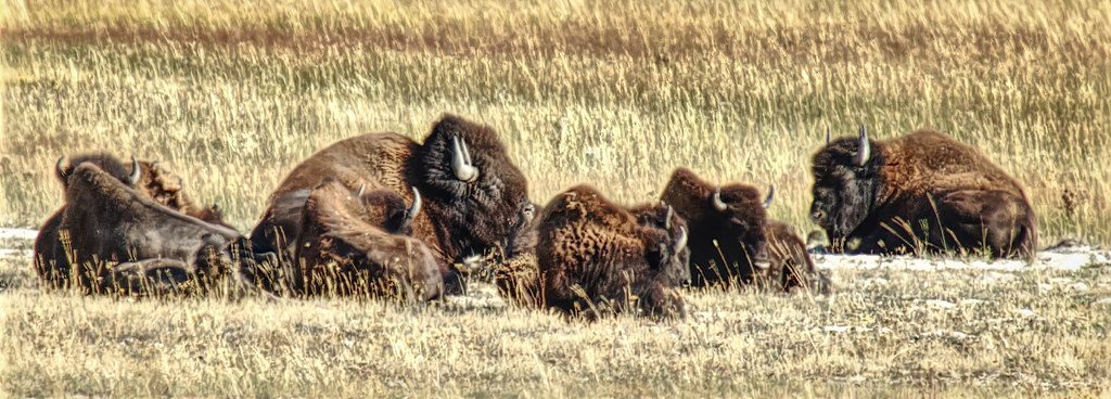 American Bison: Thunder Across the Plains (Image Credits: Flickr)
