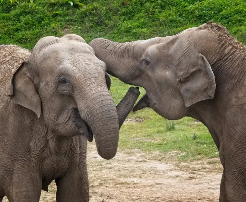 What Elephants Can Teach Us About Technology and Connection (Image Credits: Pexels)