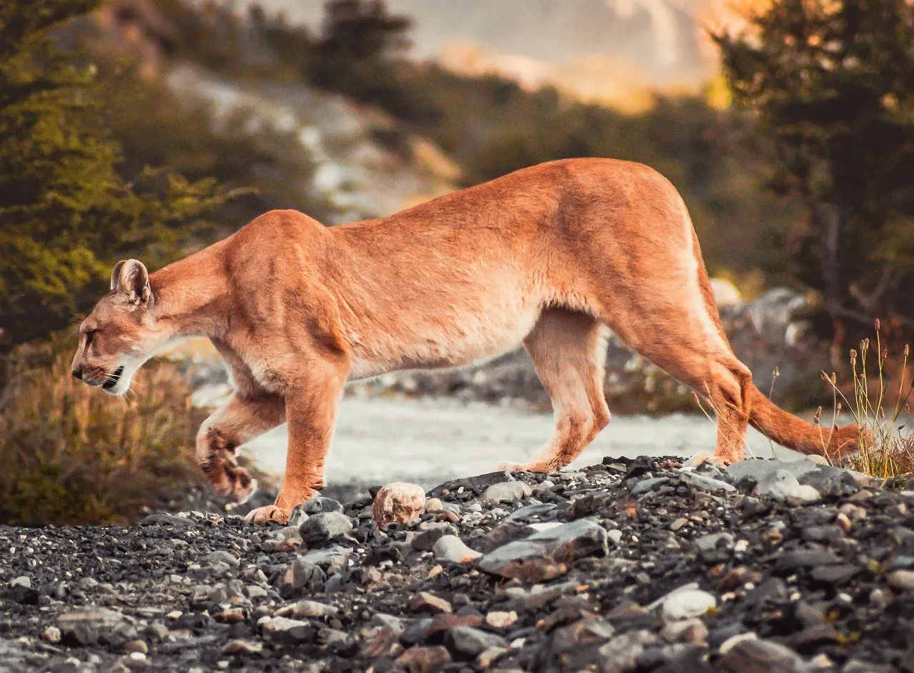The cougar as a symbol of power held in silence (Image Credits: Pixabay)
