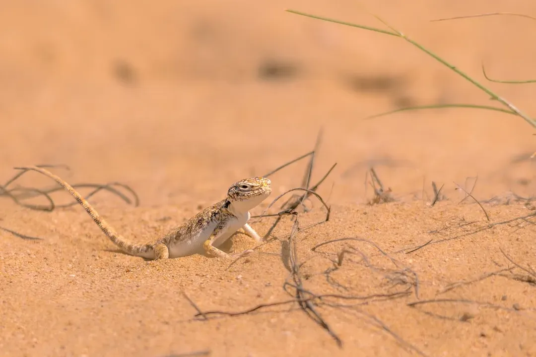Desert Lizard Long Legs (Image Credits: Unsplash)