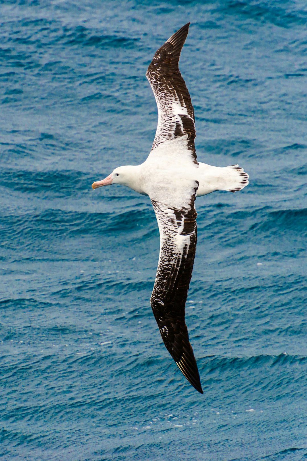 Sagittarius: The Endless Albatross (Image Credits: Unsplash)