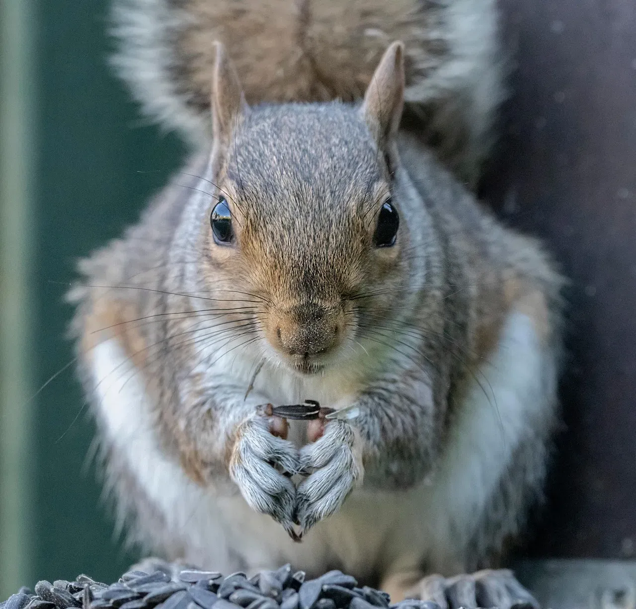 #10 - Birds and Squirrels Suddenly Feed Aggressively (Image Credits: Pixabay)