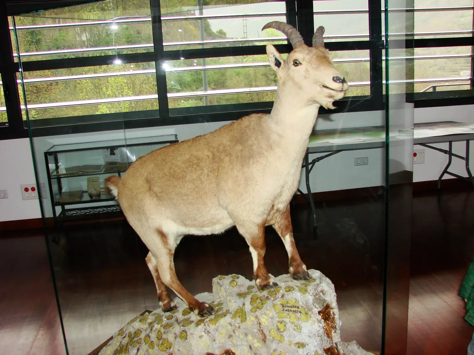 7. Pyrenean Ibex (Capra pyrenaica pyrenaica) (By Jose Miguel Pintor Ortego, CC BY-SA 4.0)