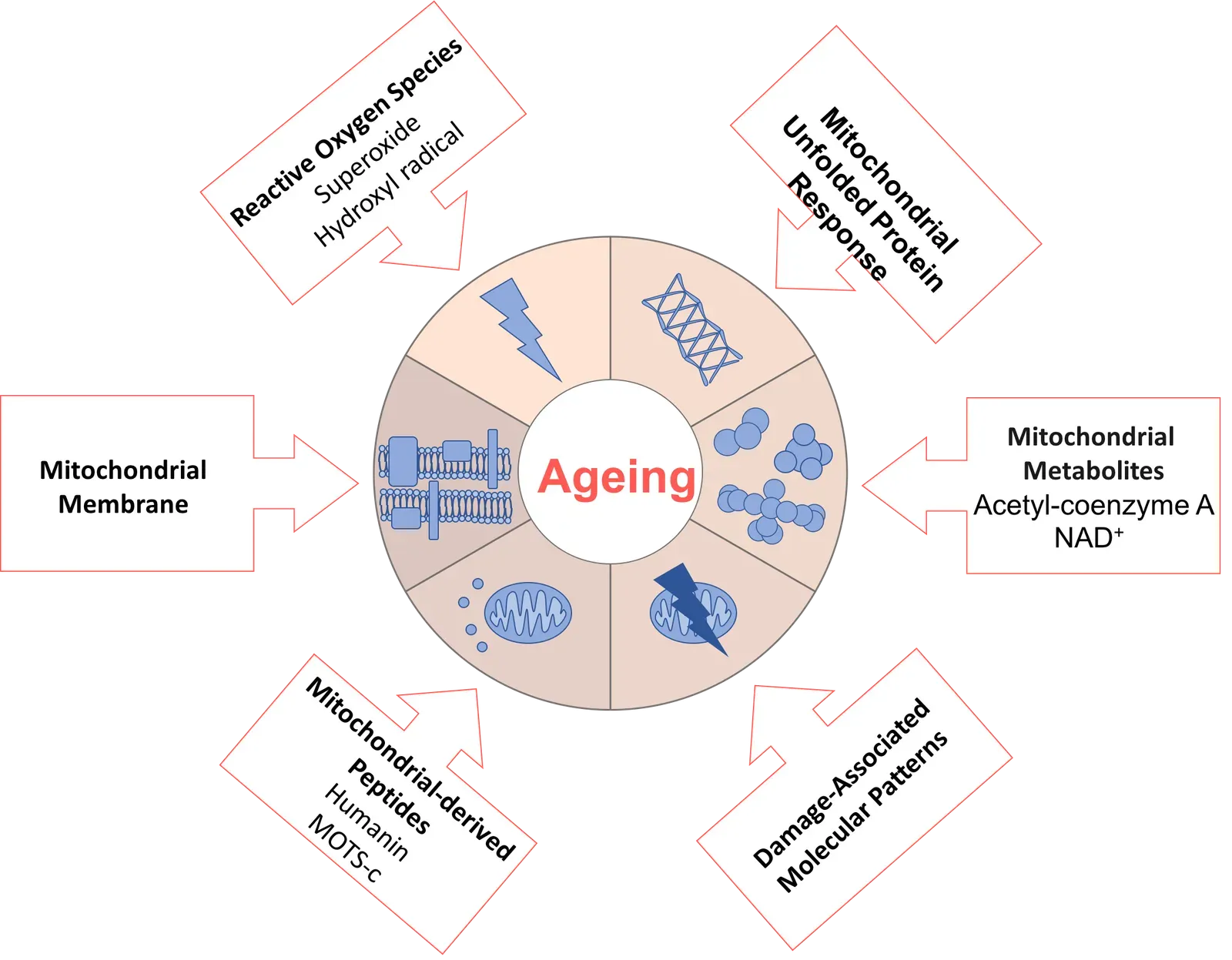 Mitochondrial Breakdown: When Your Cells' Power Plants Fail (By Dw001, CC BY-SA 4.0)