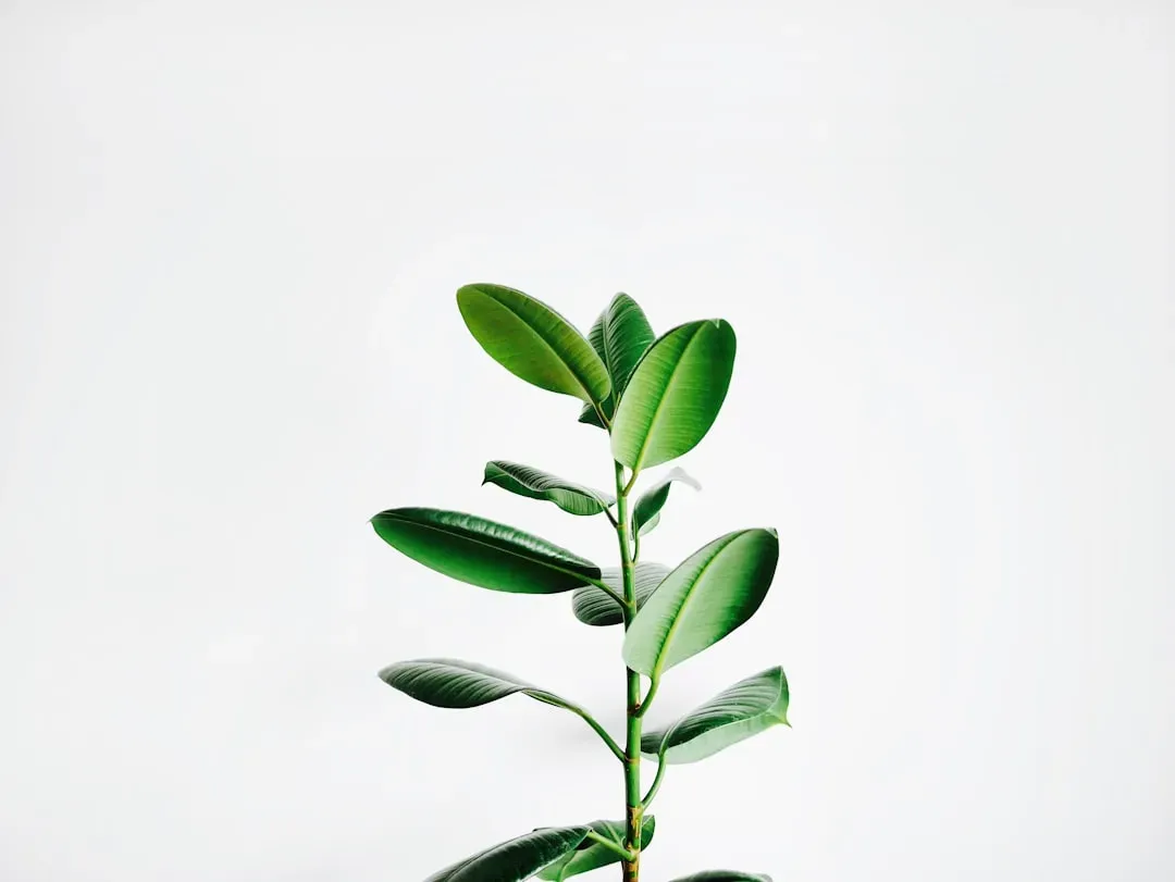 The Strange Case for Plant “Awareness” (Image Credits: Unsplash)