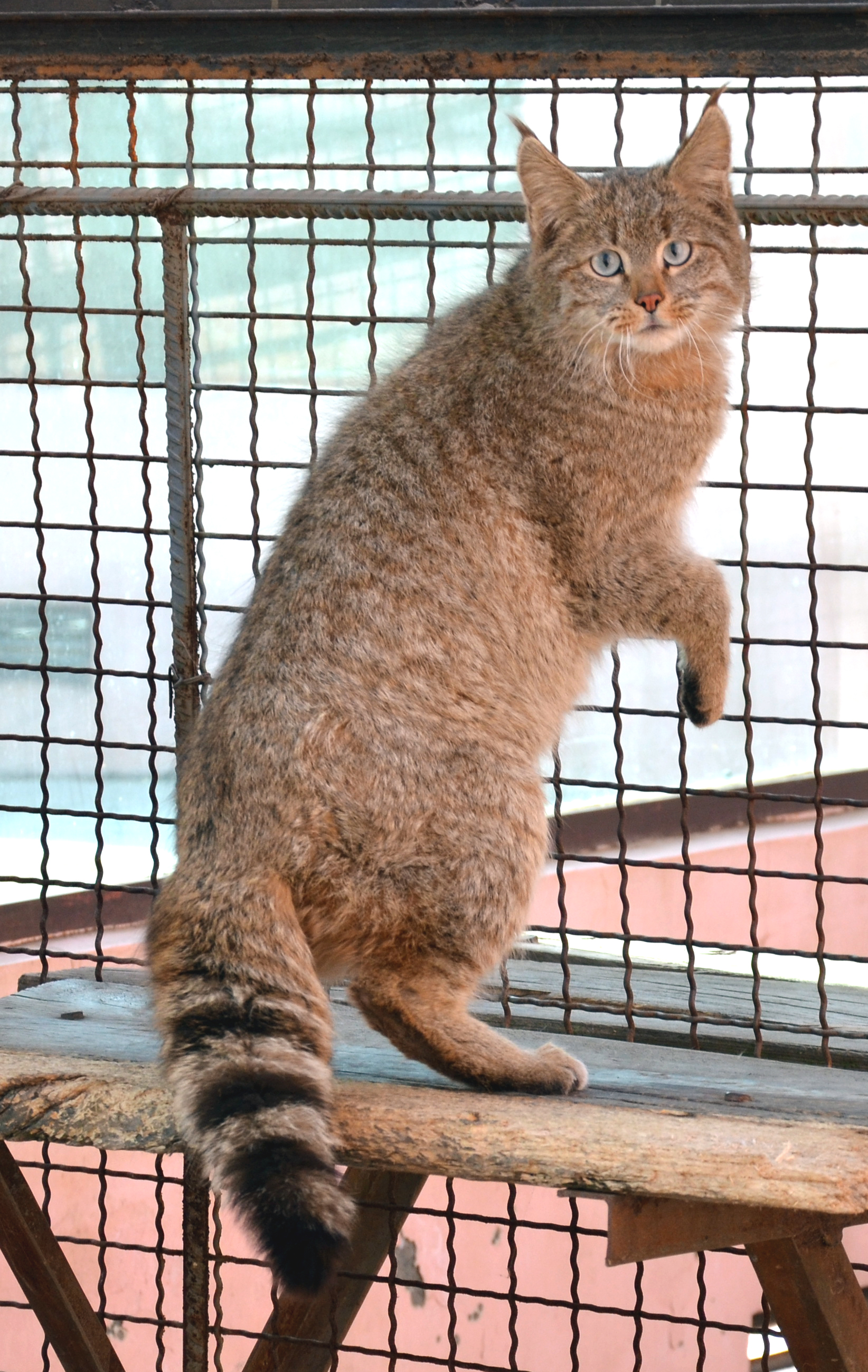 The Chinese Mountain Cat: The Mysterious Highland Hunter (Image Credits: Wikimedia)