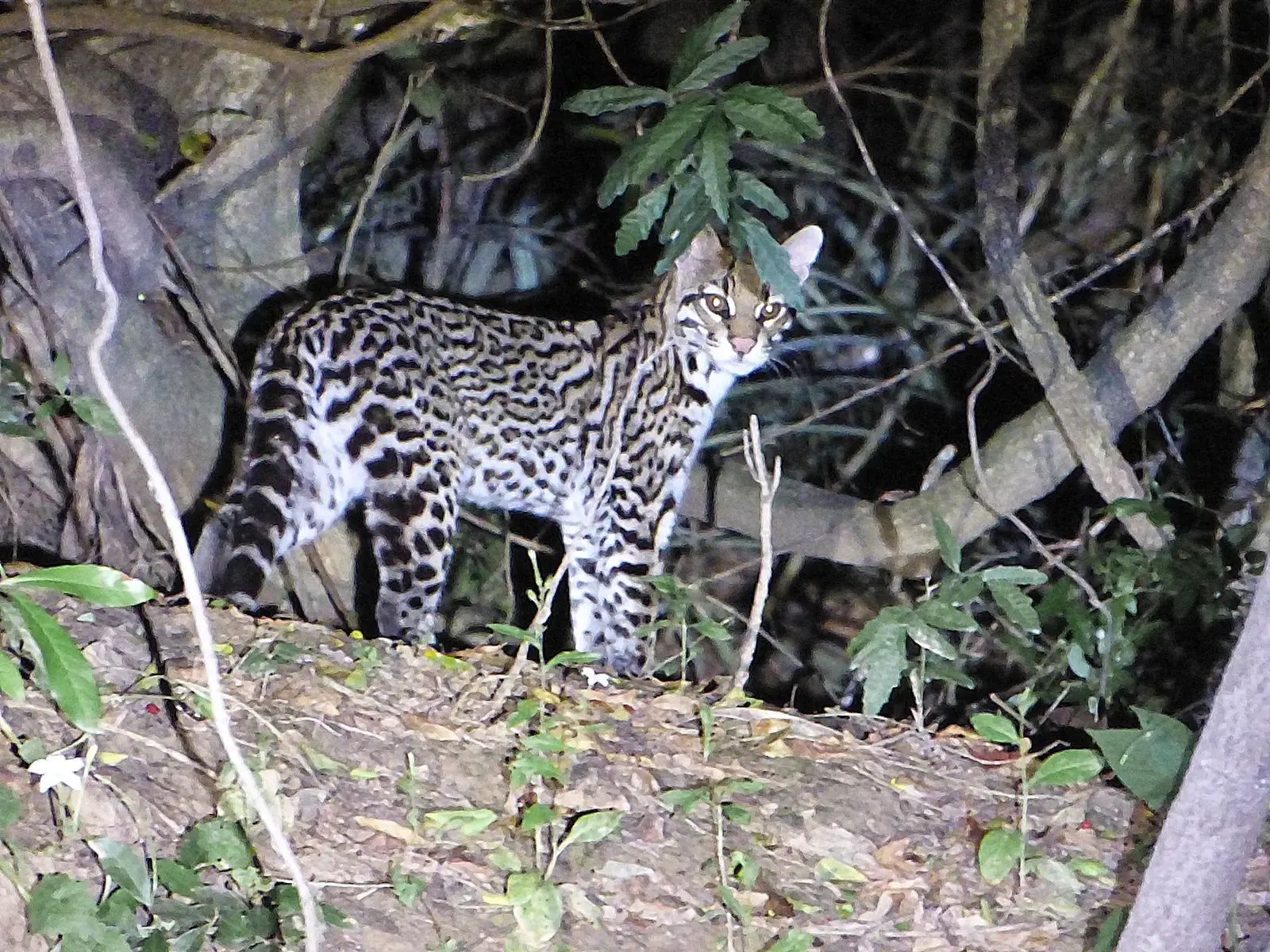 Aquarius – The Ocelot’s Eccentric Intelligence (By Pablo H Capovilla, CC BY-SA 4.0)