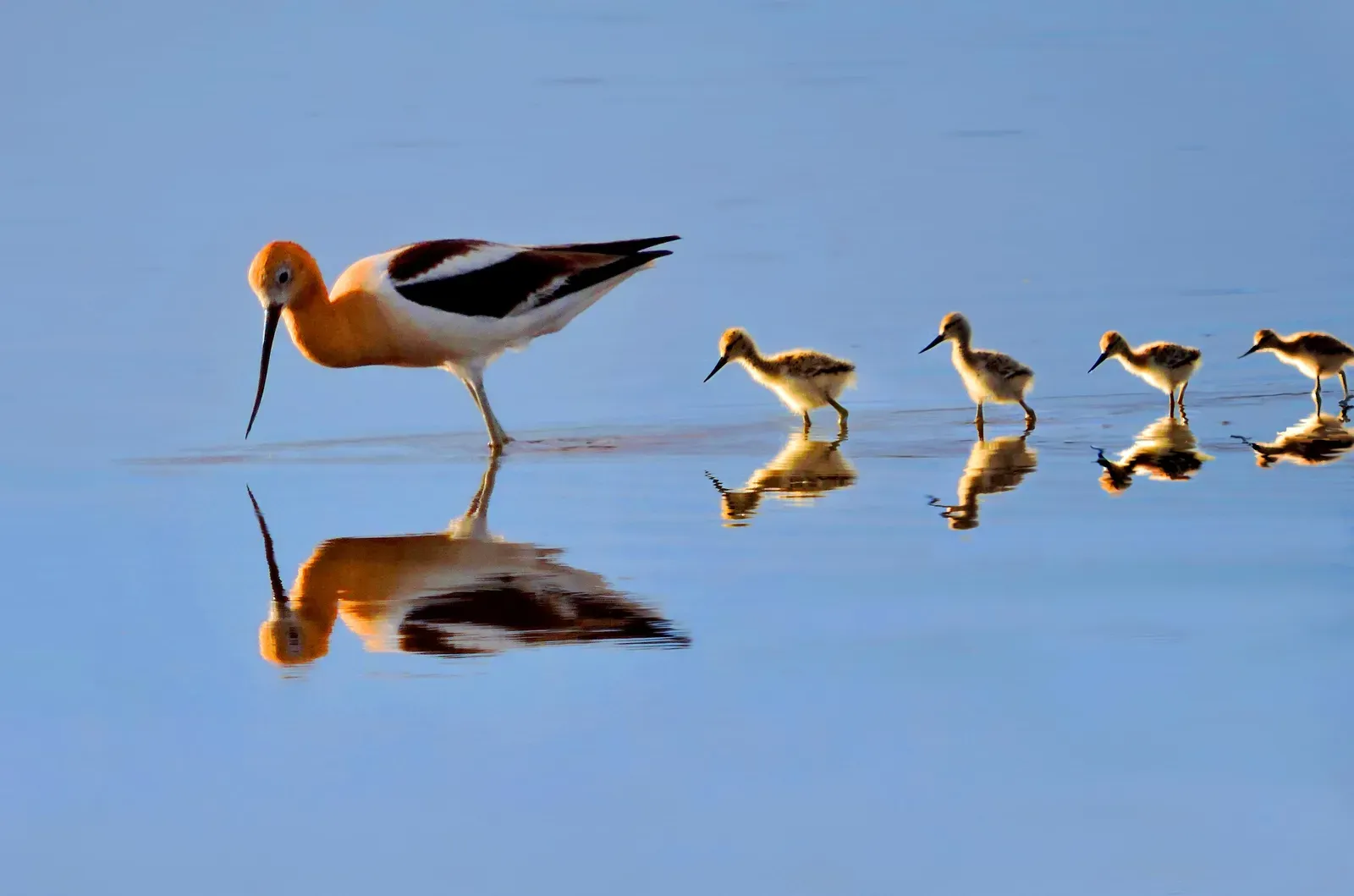 9. Waders Like Avocets and Stilts: Long-Legged Kids in Shallow Water (American Avocet and Chicks, Public domain)