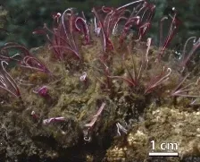 8. Zombie Worms That Feast on Bones (Image Credits: Wikimedia)