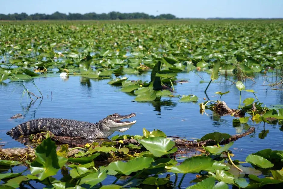 4. The Creation and Expansion of Everglades National Park (Image Credits: Pexels)