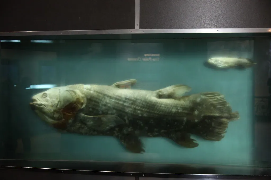 1. The coelacanth that rewrote 50 million years of evolution (Tim Evanson, Flickr, CC BY-SA 2.0)