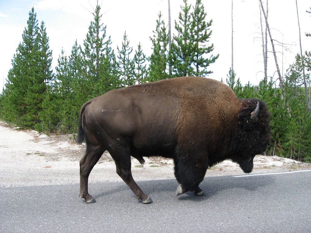 How Did The Near-Extinction Of Buffalo Impact Indigenous Peoples? (Image Credits: Flickr)