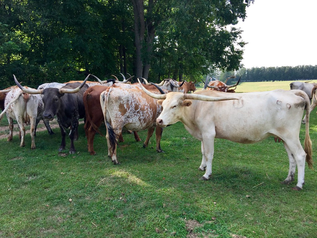 Knepp's Agricultural Revolution (Image Credits: Flickr)