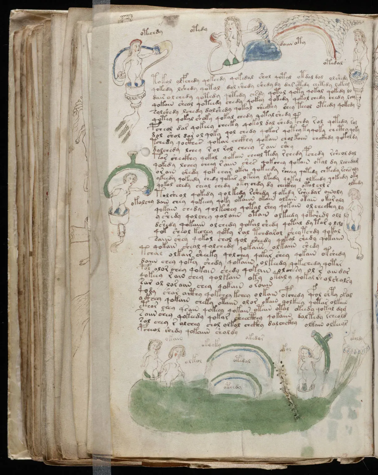 Voynich Manuscript: A Book That Refuses to Speak (Image Credits: Wikimedia)