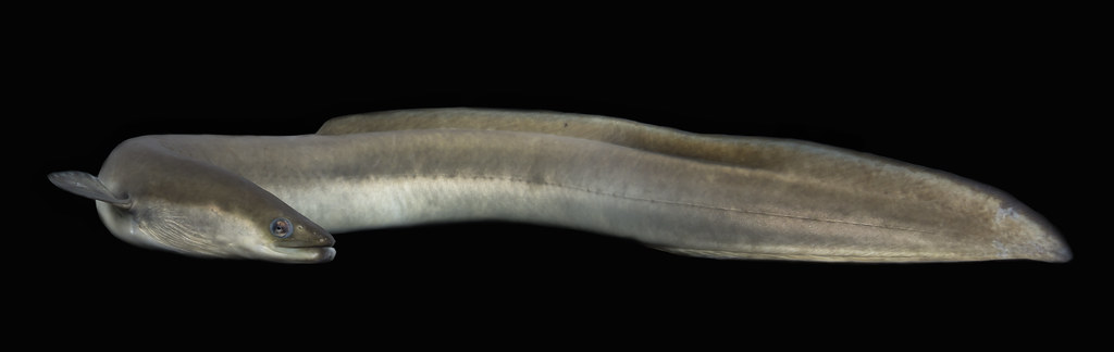 Scorpio: The Mysterious River Eel (Image Credits: Flickr)