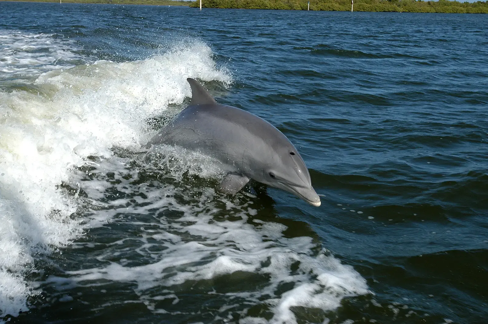 8. Dolphins – Subtle Electric Sense in the Snout (Image Credits: Wikimedia)