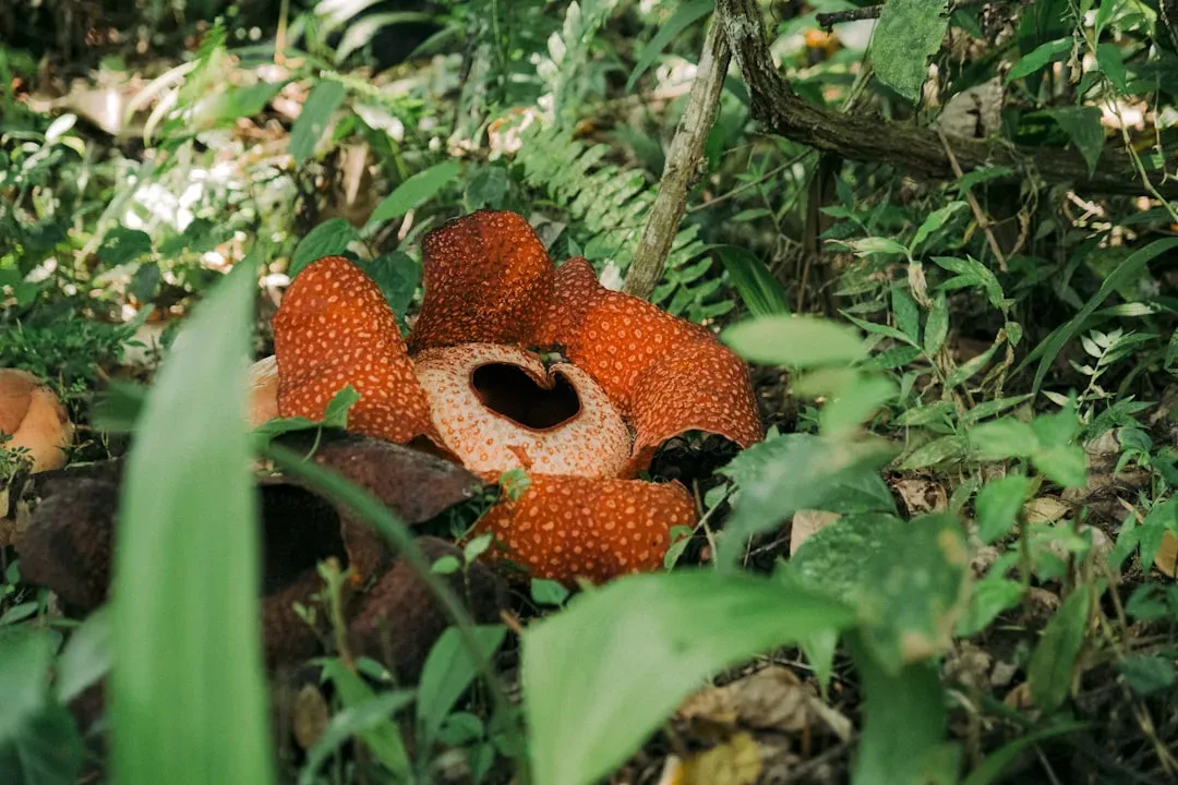 Rafflesia Arnoldii – The Giant “Corpse Flower” That Smells Like Rotting Flesh (Image Credits: Unsplash)