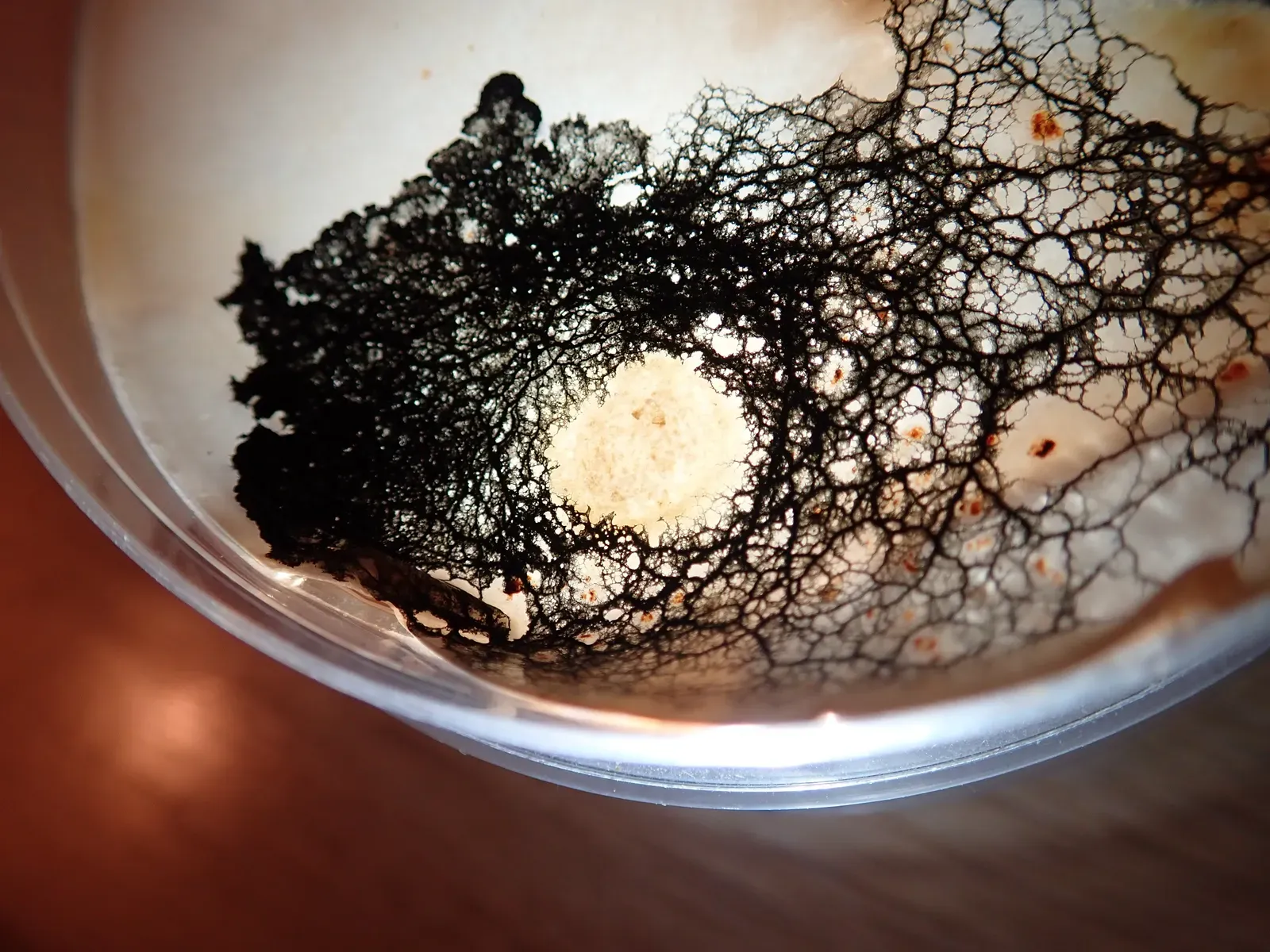 #5 - Airborne Fungal Spores Are Staining the Art Black (By Nikita Borzov, CC BY 4.0)