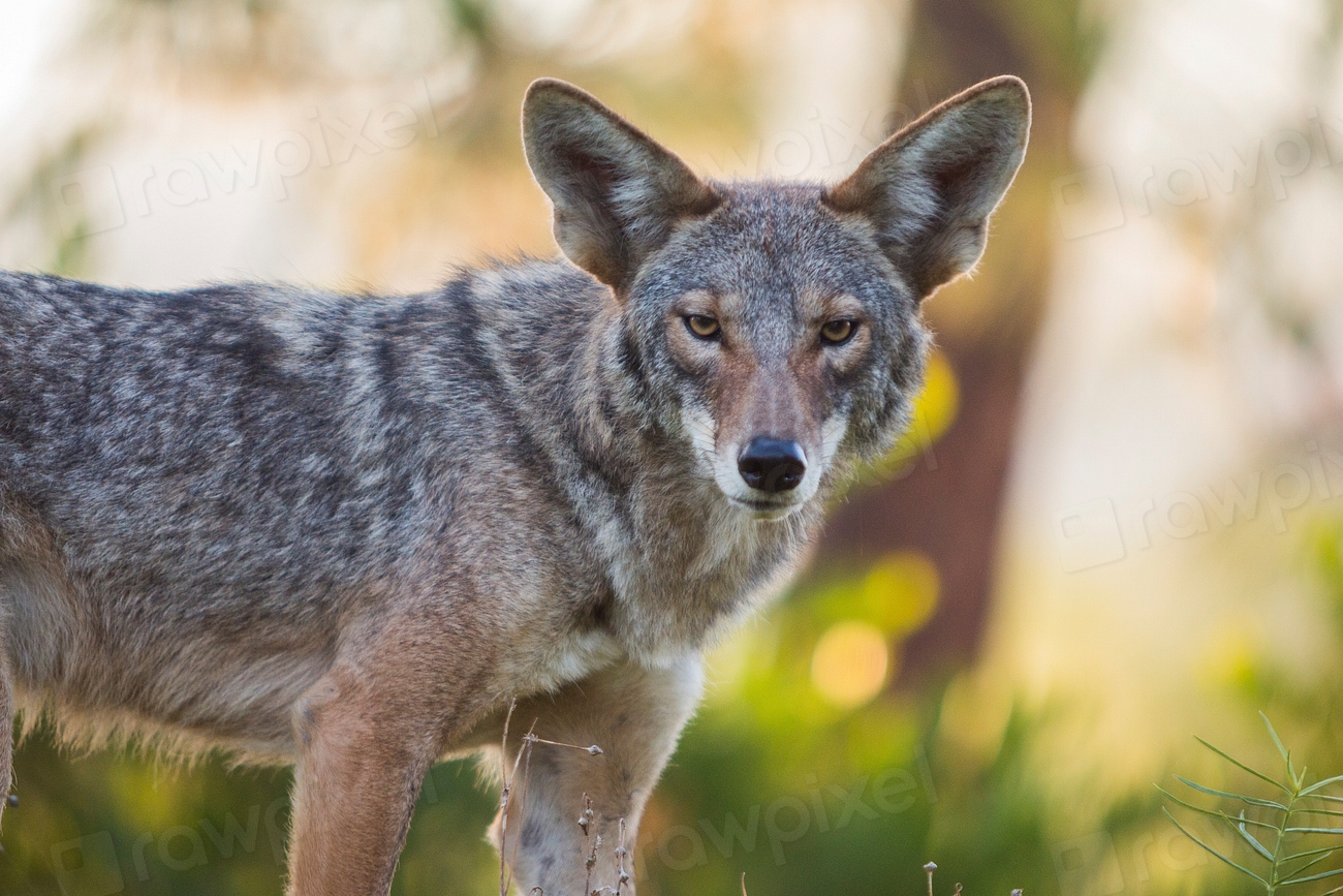 Coyote: The Urban Survivor (Image Credits: Rawpixel)